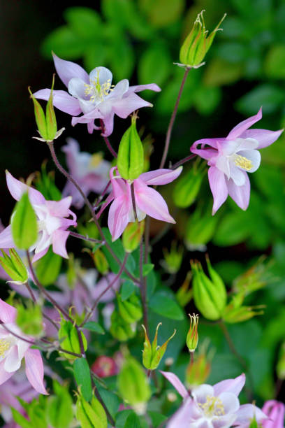 istock Aquilegia / Columbine Flower 1334115917