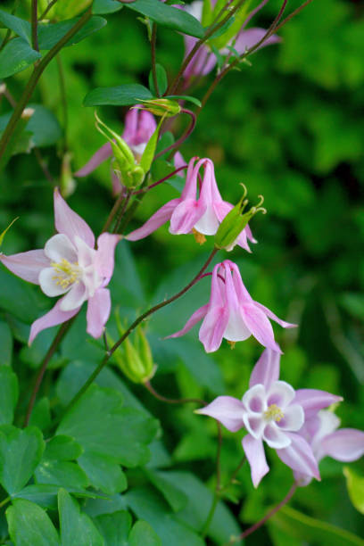istock Aquilegia / Columbine Flower 1334115958