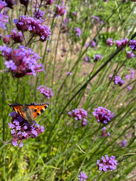istock Tortoiseshell butterfly on verbena bonariensis 1334116200