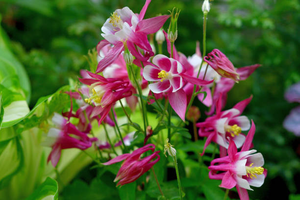 istock Aquilegia / Columbine Flower 1334116756