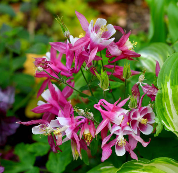 istock Aquilegia / Columbine Flower 1334116810