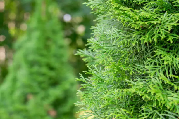 Thuja tree branches close-up on a sunny summer day. Evergreen plant