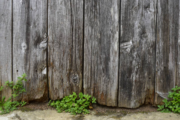 istock Planks and vegetation 1334118015