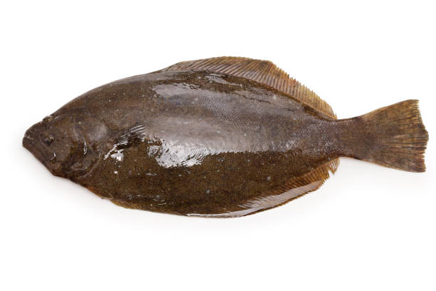hirame, pesce piatto giapponese, lato anteriore - passera foto e immagini stock