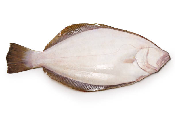 Close Up: Head of Cod Fish Profile White Background