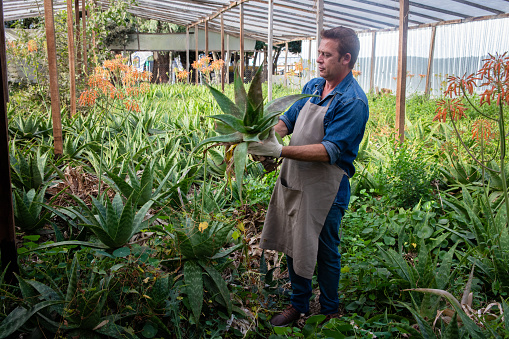 Proud male business owner of an aloe vera plantation holding one while looking at it smiling - Sustainable lifestyles