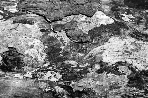 istock Black and white abstract tree trunk wood texture. Natural background. 1334119371