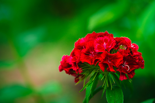 Blooming Turkish cloves close up. Dianthus barbatus. Garden plants. Flower background. Perennial.