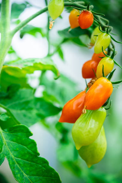 istock Beautiful tomato plant 1334119663