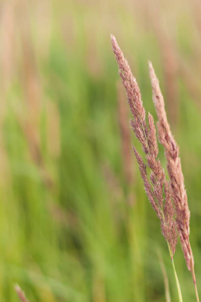 istock spikelets in the field on a summer day. selective focus. 1334120575