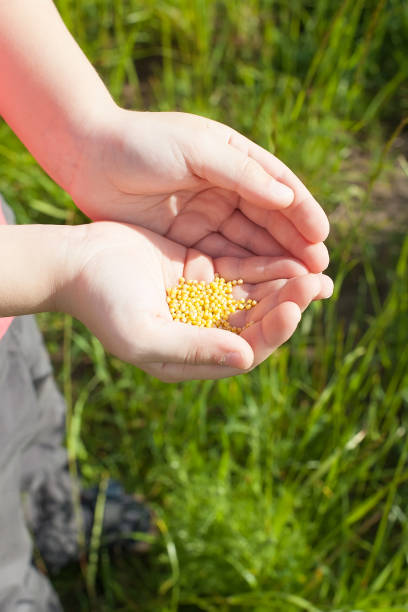 istock Seeds falling from a hand on green background. 1334120624
