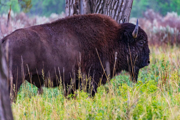 istock American Bison at Custer State Park 1334121528