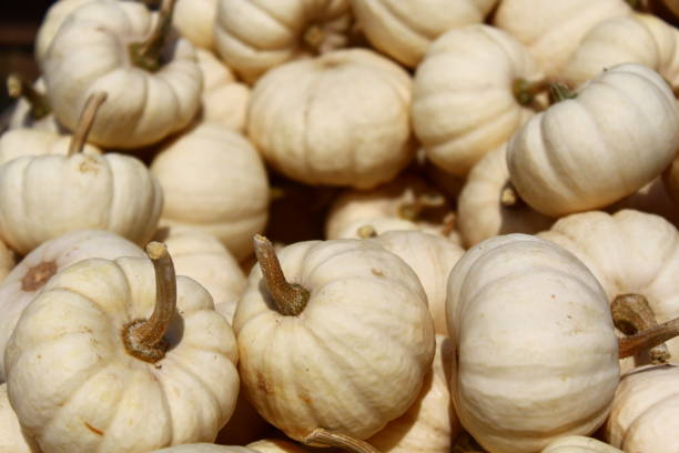 istock many white mandarin pumpkins 1334121602