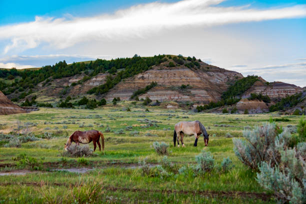 istock Wild Horses Grazing 1334121627