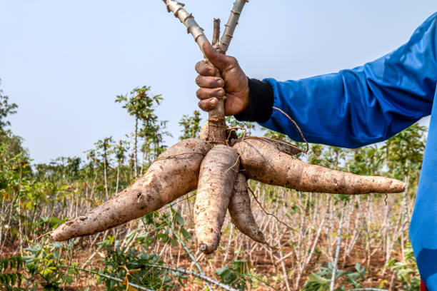 manioc à la main, tapioca à la main de l’agriculteur pendant la saison des récoltes, terres de plantation de manioc - roots country photos et images de collection