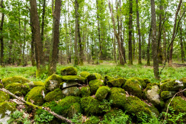 bosque de verano - musgo apretado fotografías e imágenes de stock