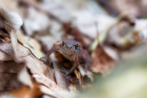 Frog looking out from shelter, a hole in macro forest, macro photography