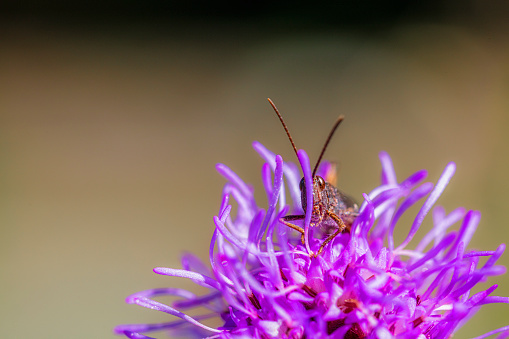 Grasshopper hiding in a thistle  flower