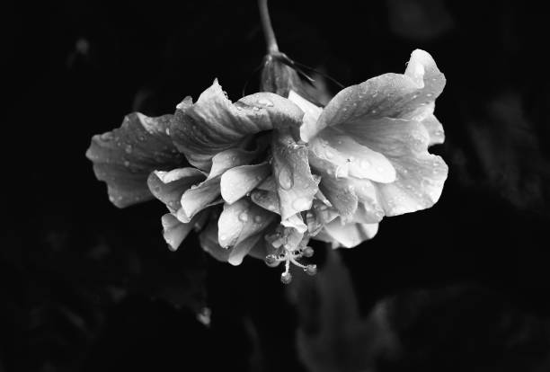 Hibiscus flower with rain drops in black and white photography