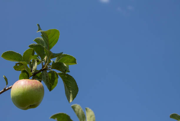 A ripe red-green apple hangs on a branch with green leaves against the background of a cloudless blue clear sky close-up and space for copying