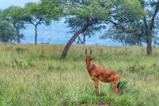 Lelwel hartebeest (Alcelaphus buselaphus lelwel), also known as Jackson's hartebeest. This species is endangered and on the IUCN red list. Shot in wildlife, Kidepo National Park, directly at the border between Uganda and South Sudan.