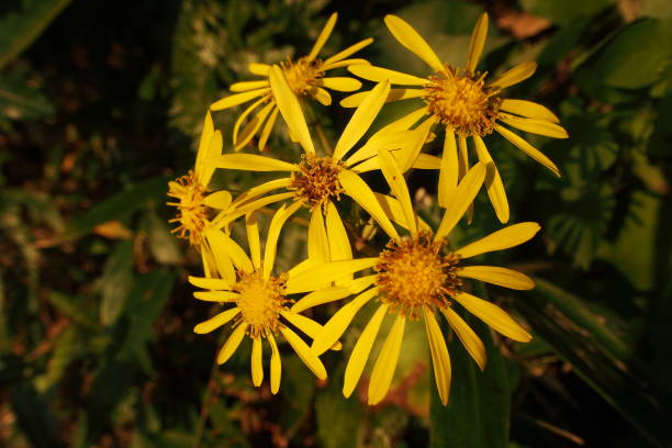 istock Yellow Flower in Sunset 1334130779