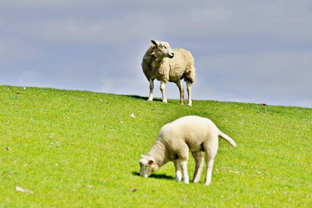 istock Sheep grazing in the field 1334131932