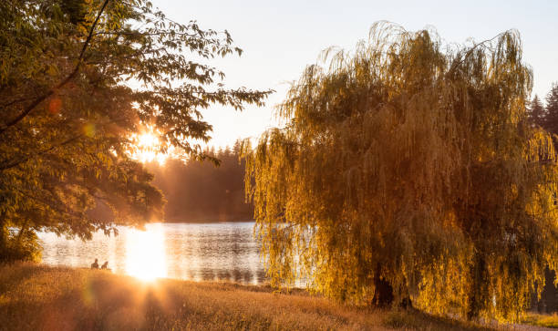 istock Lost Lagoon in Stanley Park during sunny summer sunset. 1334131956