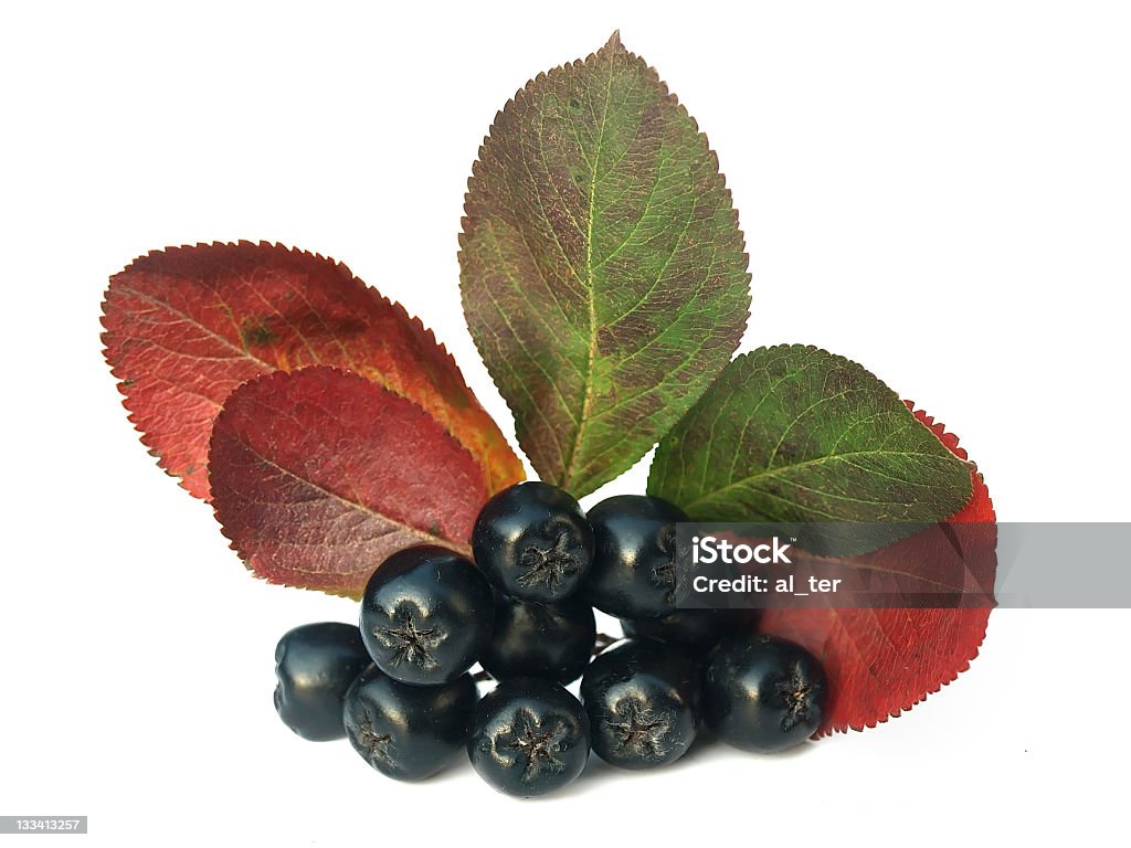 black chokeberry (aronia) Well known for its many health benefits.  Alternative Medicine Stock Photo