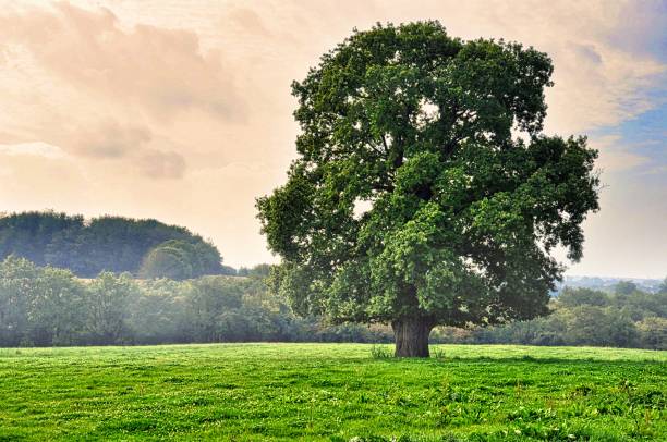 istock Lonely tree in a Misty landscape 1334132641