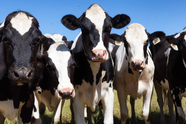 istock Cows on a green farm field during a vibrant sunny summer day. 1334132742