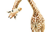 Giraffe face head hanging upside down