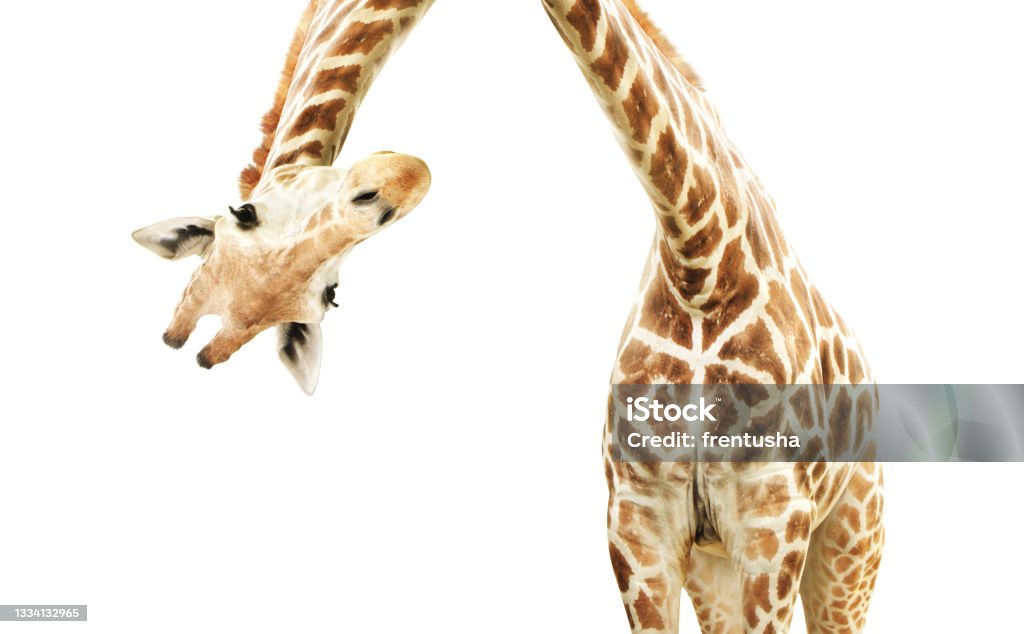 Giraffe face head hanging upside down Giraffe face head hanging upside down. Curious gute giraffe peeks from above. Isolated on white background Giraffe Stock Photo