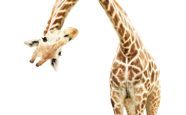 Giraffe face head hanging upside down Giraffe face head hanging upside down. Curious gute giraffe peeks from above. Isolated on white background picture of a giraffe to color stock pictures, royalty-free photos & images