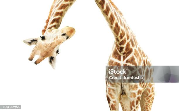 Giraffe Face Head Hanging Upside Down Stock Photo - Download Image Now - Giraffe, Humor, Animal