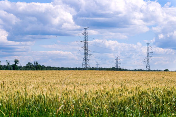 istock Wheat field, beautiful rural landscape against the blue sky with clouds. 1334134977