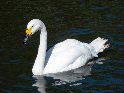 Adult whooper swan with black and yellow beak swims in the lake of a city park, side view