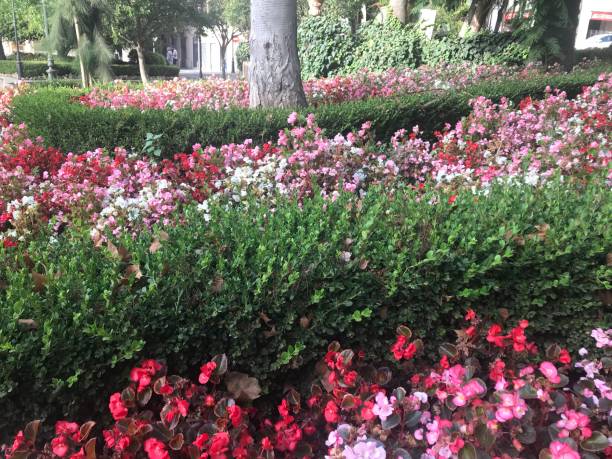 istock Flowers and Gardens 1334138463
