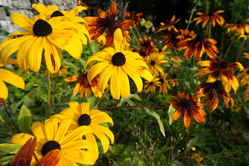 A sunny  group of yellow and orange-brown Rudbeckia hirta flowers in a garden