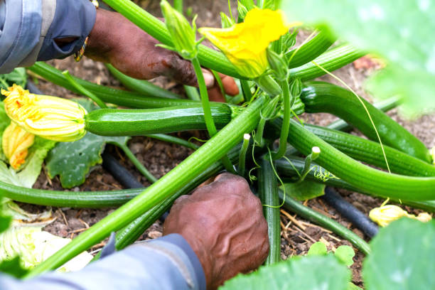istock A farmer works on the zucchini 1334142307
