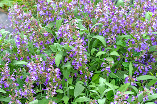 Sage plant (Salvia officinalis) in flower in a greenhouse.