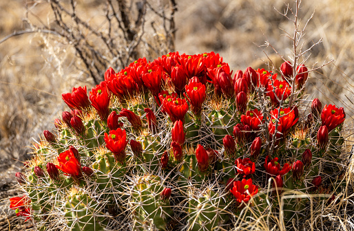 Flowering claret cup cactus in Chaco Culture National Historical Park in New Mexico