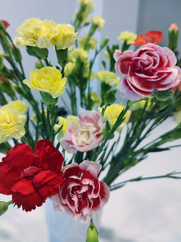 Colorfull carnations in glass vase