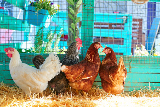 istock Hens in a poultry hen house with straw 1334145603