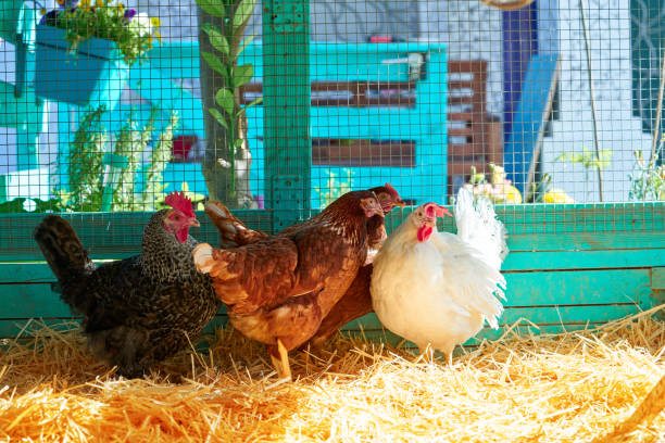 istock Hens in a poultry hen house with straw 1334145619