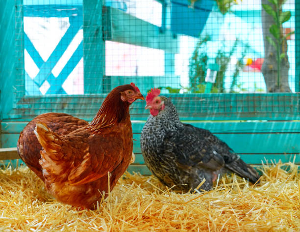 istock Hens in a poultry hen house with straw 1334145638
