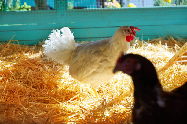 istock Hens in a poultry hen house with straw 1334145658
