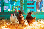 Hens in a poultry hen house with straw