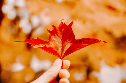 Red, Burgundy maple leaf in the hand of a young man, a girl. Orange background.