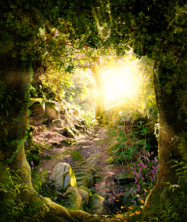 Hermoso bosque encantador que abre un camino que conduce a una luz brillante photo